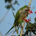 Conure veuve