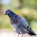 Pigeon biset (domestique y compris)
