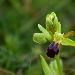 Ophrys funbre