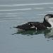 Pingouin torda