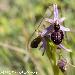 Ophrys en forme d'araigne