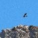 Aigle de Bonelli