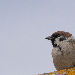Moineau friquet