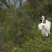 Grande Aigrette