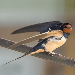 Hirondelle rustique