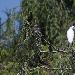 Aigrette garzette
