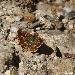 Hesp�rie corse