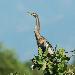 Anhinga d'Amrique