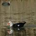 Canard musqu