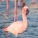 Flamant nain