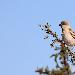 Moineau blanc