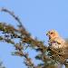 Moineau blanc