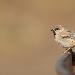 Moineau blanc