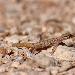 Gecko de Tripoli