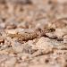 Gecko de Tripoli