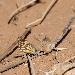 Piride veine
