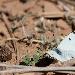 Piride veine