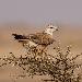 Buse variable