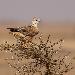 Buse variable