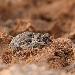 Crapaud vert d'Afrique du Nord