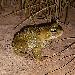 Crapaud vert d'Afrique du Nord