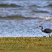 Aigrette des récifs