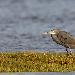 Aigrette des récifs