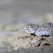 Gecko casqu