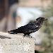 Corbeau brun