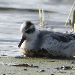 Phalarope à bec large