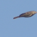 Pipit de Godlewski