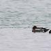 Canard siffleur