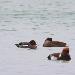 Canard siffleur