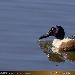 Canard souchet