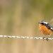 Rougequeue de Moussier