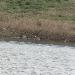 Canard  front blanc