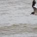 Mouette de Sabine