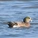 Canard � front blanc