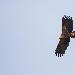 Aigle criard