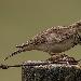 Cochevis huppé