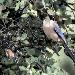 Pie bleue ibrique