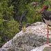 Cigogne noire