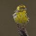 Serin cini