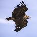 Vautour moine