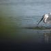 Aigrette garzette