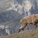 Bouquetin des Alpes