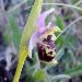 Ophrys frelon