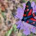 Zygne de la coronille