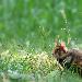 Grand Hamster