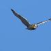 Hibou des marais